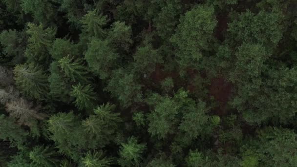 古い針葉樹林 カルパチア山脈の濃い緑の背の高い松 ストック動画