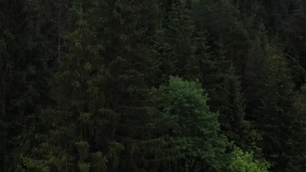 Old Coniferous Forest Dark Green Tall Pines Carpathian Mountains Summer — Stock Video