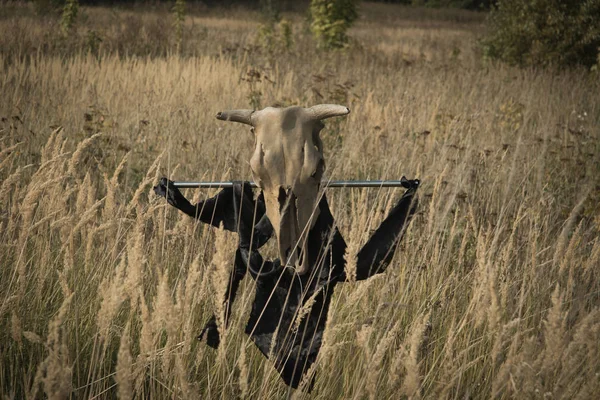 Gothic Concept Cow Skull Pole Summer Fiel — Stock Photo, Image