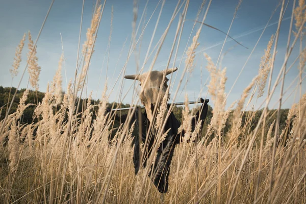 Concept Gothique Crâne Vache Sur Poteau Dans Champ Été — Photo