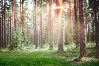 Orman gündoğumu manzara arka plan sabah