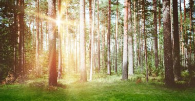 Orman güneş ışığı manzara sabah