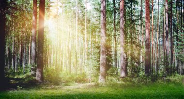 Orman güneş ışığı manzara sabah