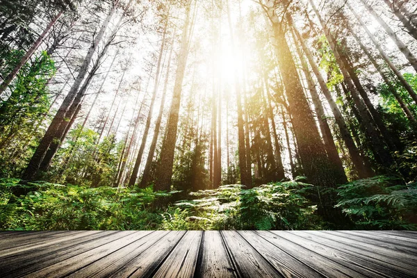 Güzel vahşi orman sabah güneşi