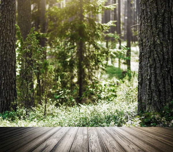 Wilde Bäume im Wald — Stockfoto