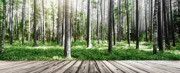 Bosque. Plantas y árboles silvestres — Foto de Stock