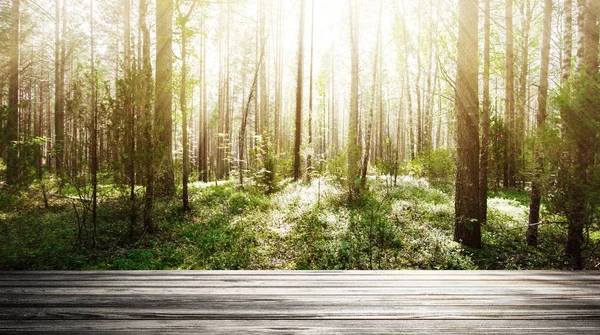 Wald. Wildpflanzen und Bäume — Stockfoto