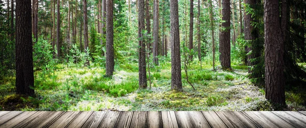 Dzikie drzewa w lesie — Zdjęcie stockowe