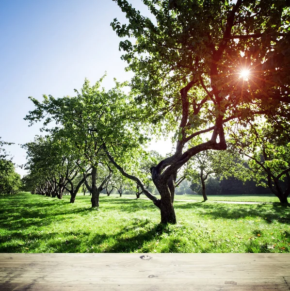 Park forest ecologie achtergrond — Stockfoto