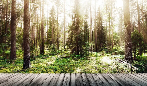 Ormandaki vahşi ağaçlar