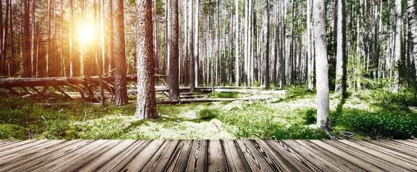 Schöner wilder Wald — Stockfoto