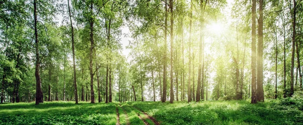 Beautiful forest background