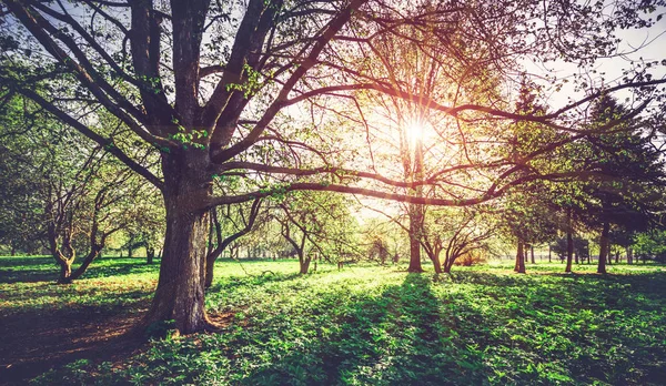 Parque de ecologia selvagem paisagem — Fotografia de Stock