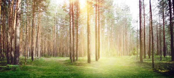 Foresta natura sole luce mattina — Foto Stock