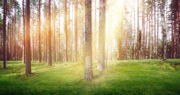 Forest nature sun light morning — Stock Photo, Image