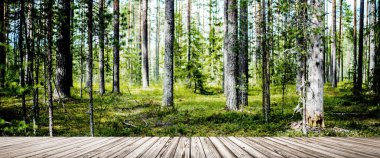 Ormandaki vahşi ağaçlar