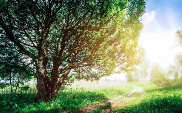 Baum in der sommerlichen Natur — Stockfoto