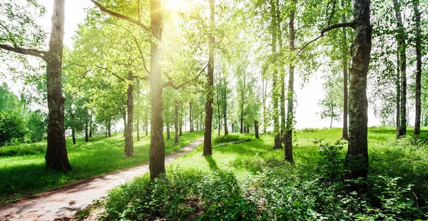 Vacker sommar i parken — Stockfoto