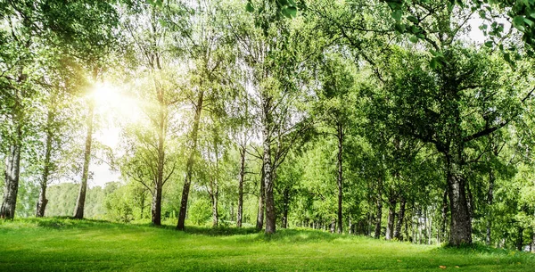 Krajobraz parku wiosny — Zdjęcie stockowe