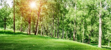 güzel park arkaplanı