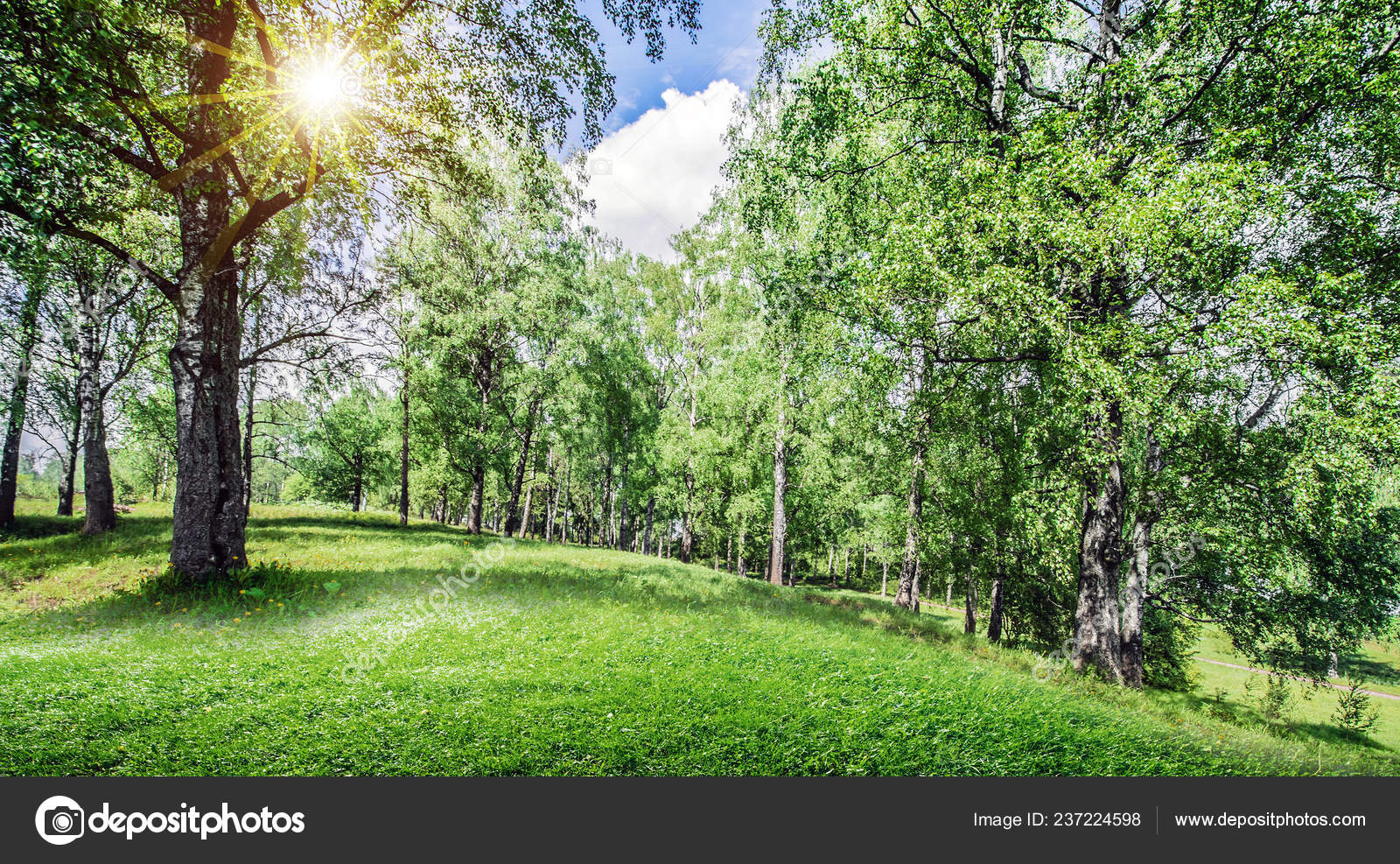 Beautiful Forest Background Stock Photo Image By C 1xpert Beautiful Forest Background Stock Photo Image By C 1xpert