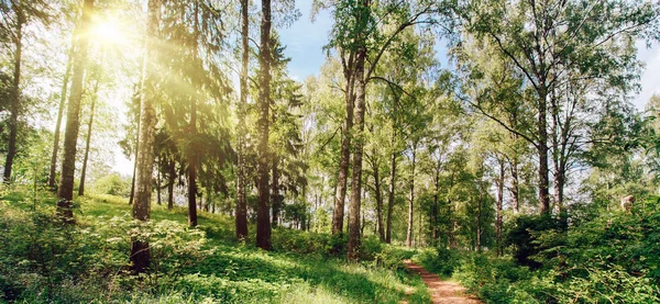 Прекрасний парк фон — стокове фото