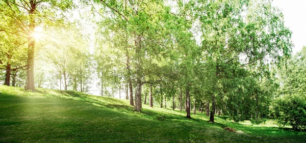 Hermoso bosque fondo — Foto de Stock