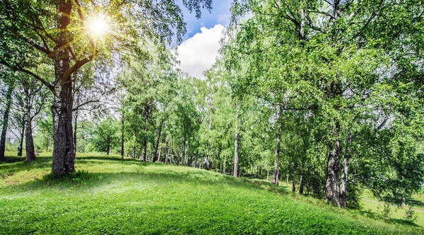 Beau fond de forêt — Photo