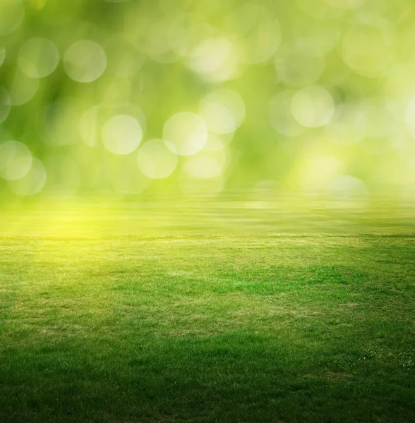 Summer field background — Stock Photo, Image