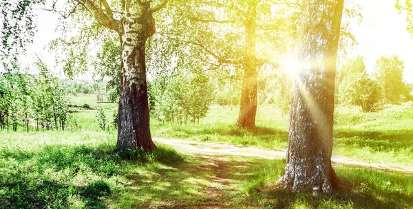 Vacker sommar i parken — Stockfoto