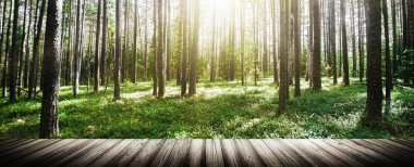 Ormandaki vahşi ağaçlar