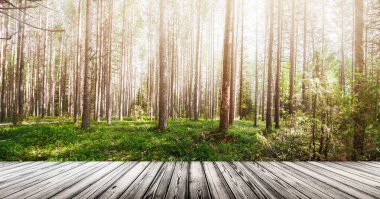 Yaz orman gündoğumu