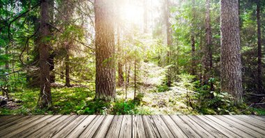 Güzel vahşi orman sabah güneşi