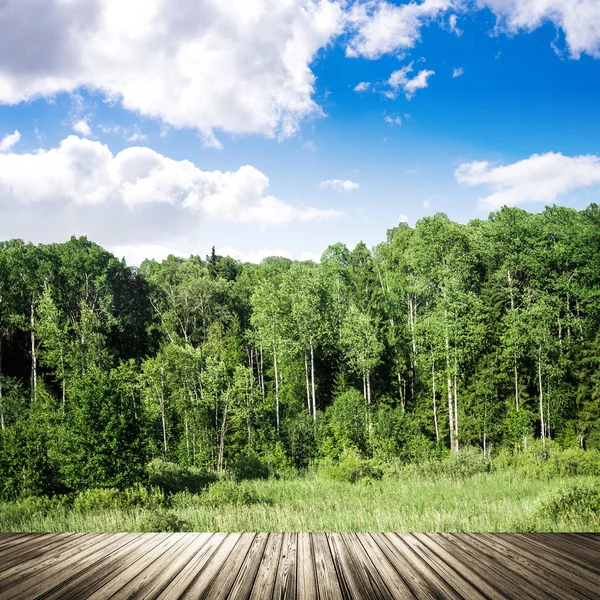 Sommerwald und Wiese im Freien — Stockfoto