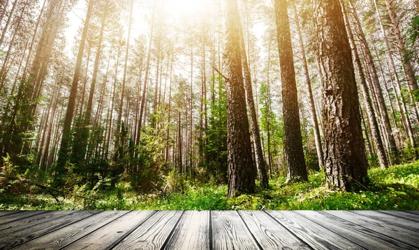 Beautiful wild forest morning sun — Stock Photo, Image