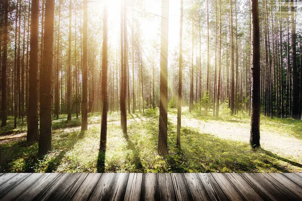 Hermoso bosque salvaje sol de mañana — Foto de Stock