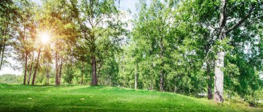 güzel orman arka plan