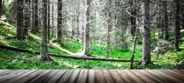 Ormandaki vahşi ağaçlar