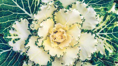 Doğal çiçek. Kırsal bahçe