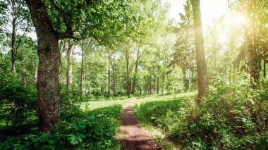 güzel orman arka plan