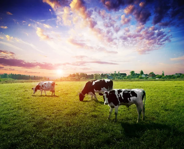 Koeien weide veld weide — Stockfoto