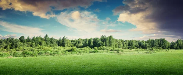 Forest trees landscape panoramic — Stock Photo, Image