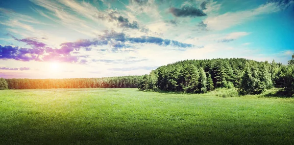 Forest trees landscape panoramic — Stock Photo, Image
