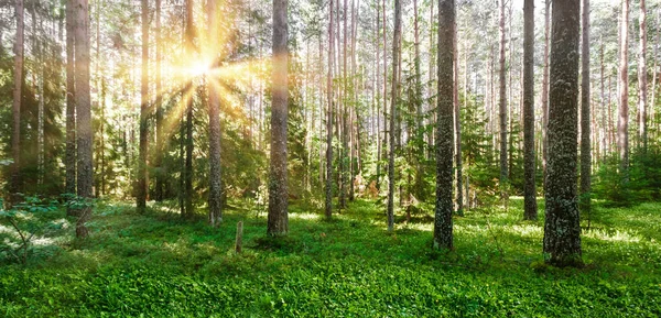 Forest nature background — Stock Photo, Image