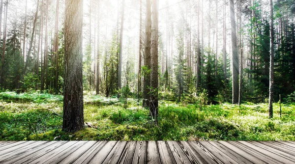 Bosque amanecer paisaje al aire libre — Foto de Stock