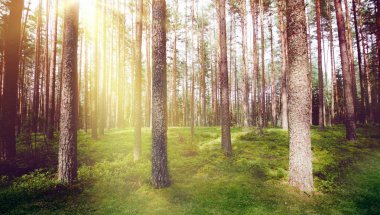 Orman doğası güneş ışığı sabahı