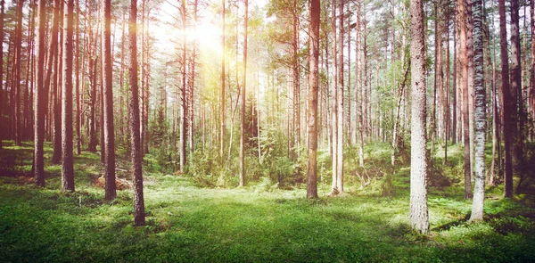 Forest nature sunrise — Stock Photo, Image