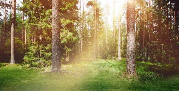 Bosque naturaleza sol mañana — Foto de Stock