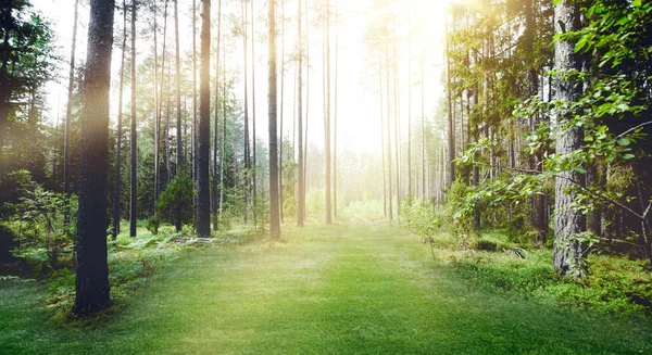 Forest nature sunshine — Stock Photo, Image