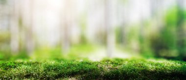 Ormandaki vahşi ağaçlar